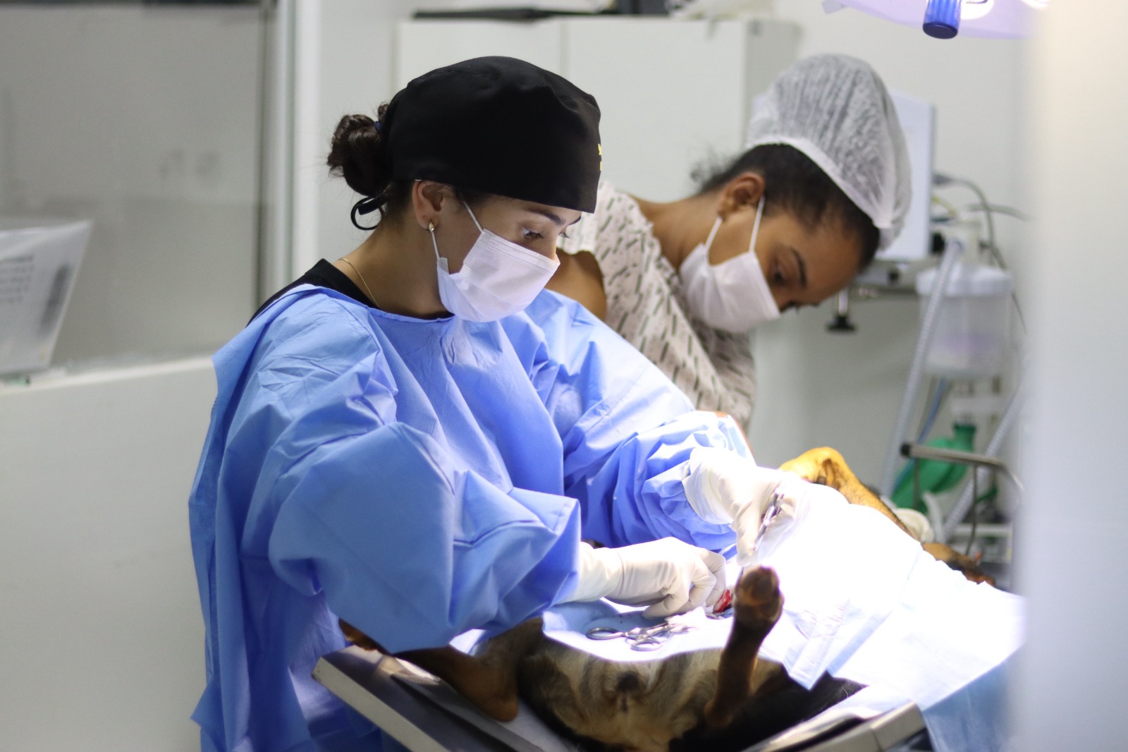 Senador Canedo castração de pets gratuita