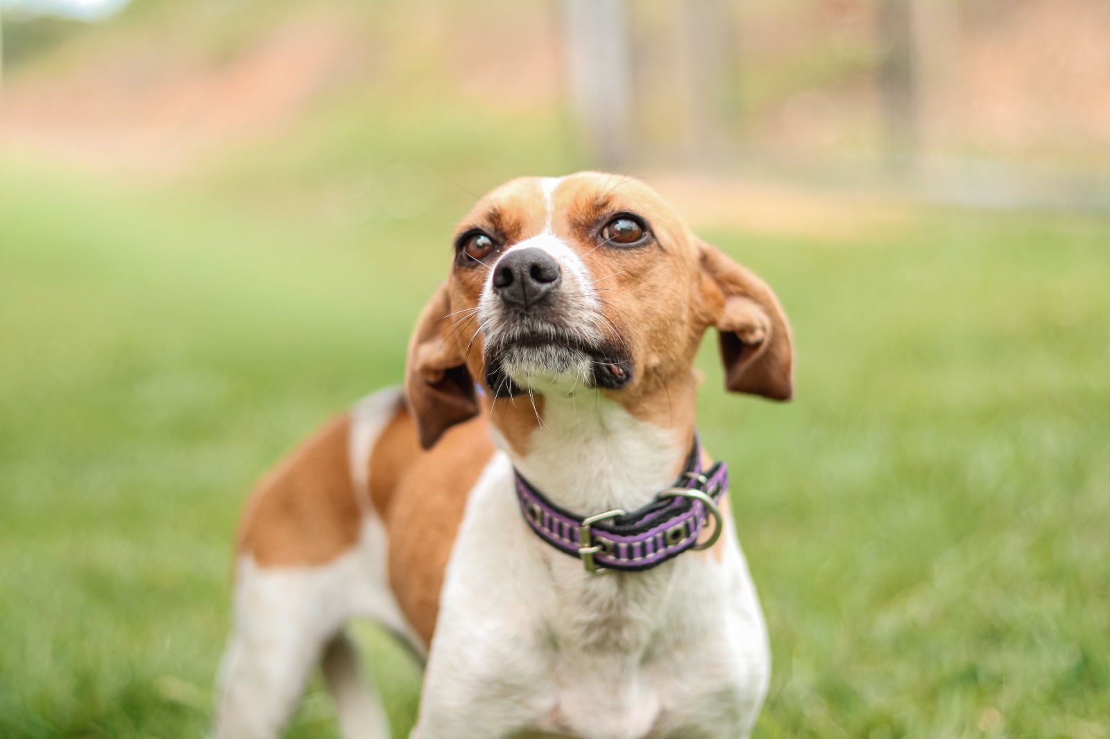 Senador Canedo castração de pets gratuita