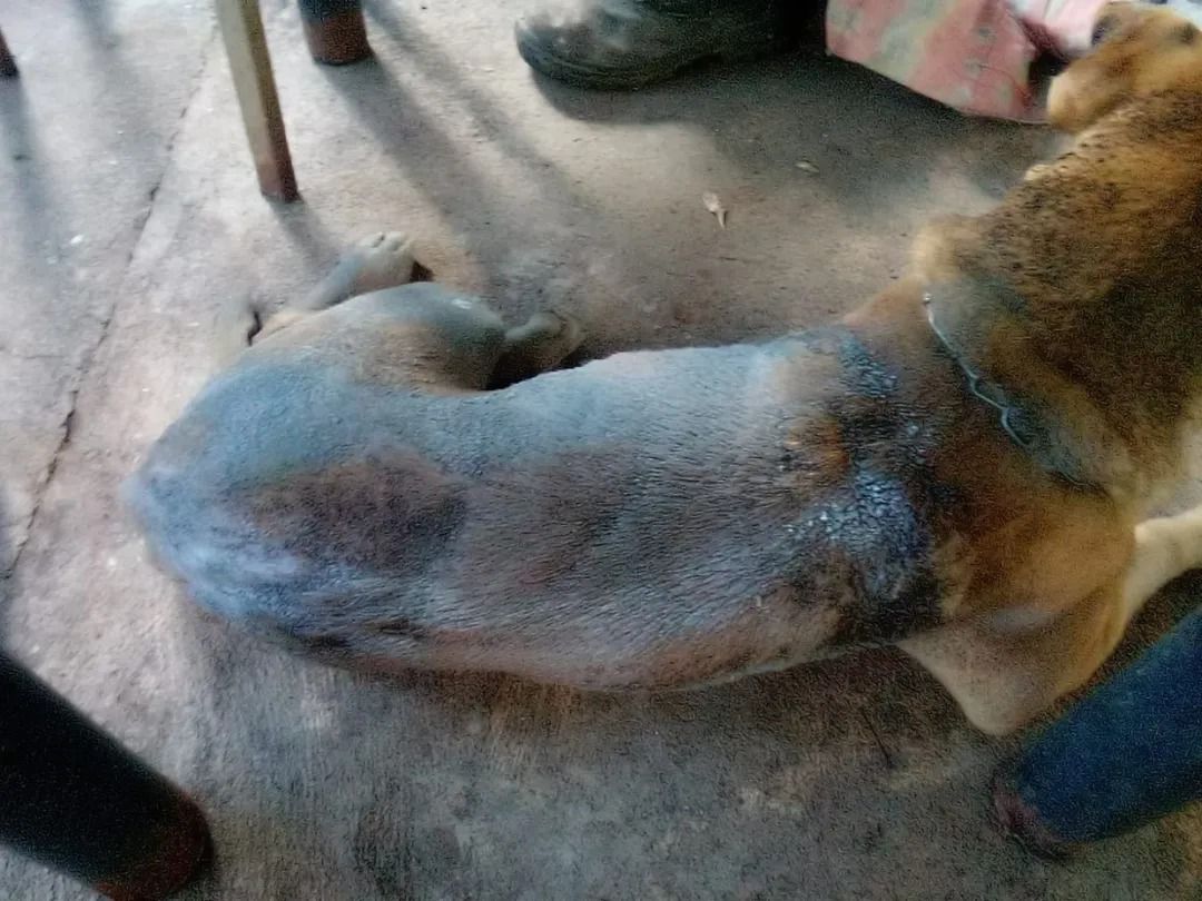 Cão morre gasolina Aparecida 