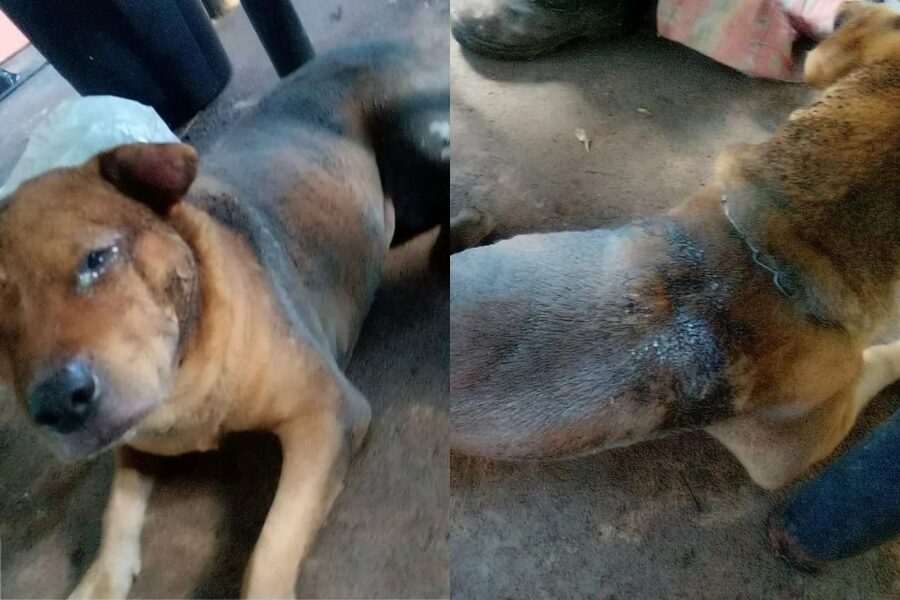Cão morre gasolina Aparecida